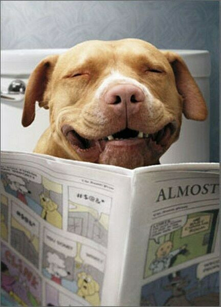 Funny Animal Birthday Cards
 Dog Reading Funnies Funny Birthday Card Greeting Card by