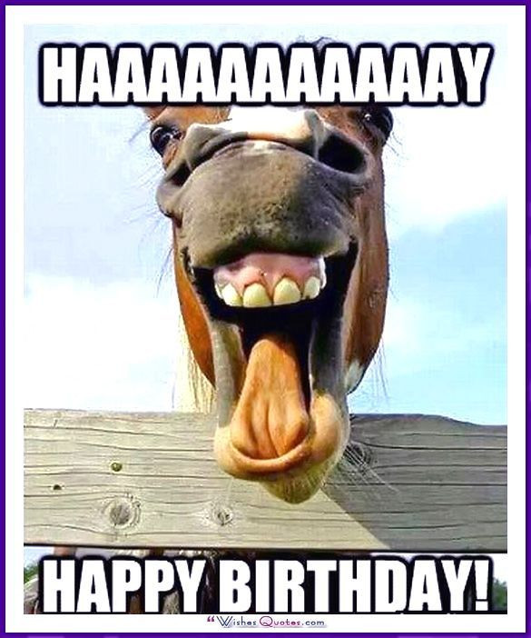 Funny Animal Birthday Cards
 Funny Animal Birthday Meme HAAAAAAAY Happy Birthday