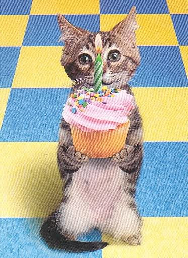 Funny Animal Birthday Cards
 funny pictures funny animal birthday pictures