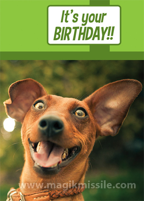 Funny Animal Birthday Cards
 Greeting Cards Funny Animal Cards Page 1 Magik Missile