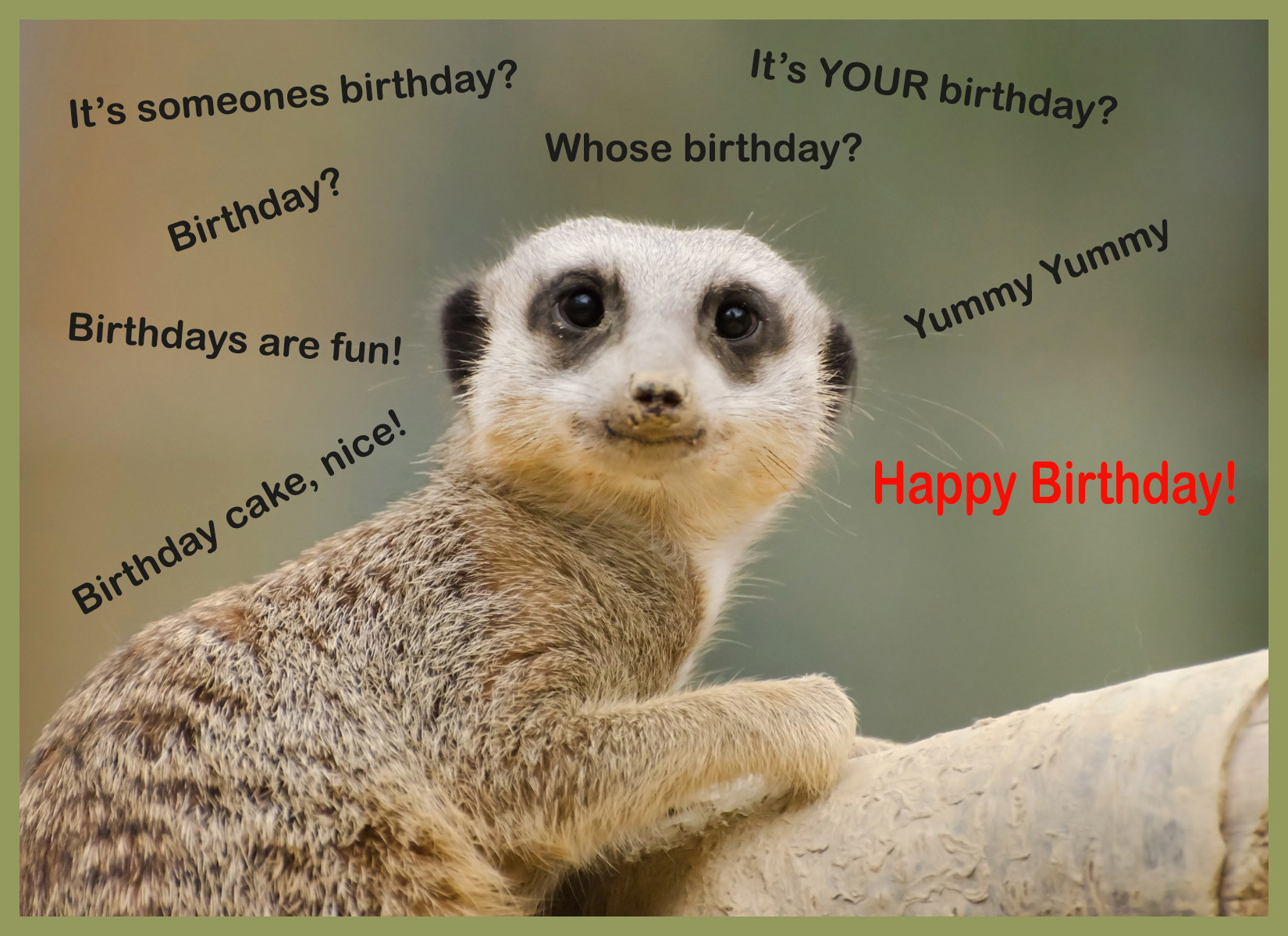 Funny Animal Birthday Cards
 Happy Birthday Cards with Animals