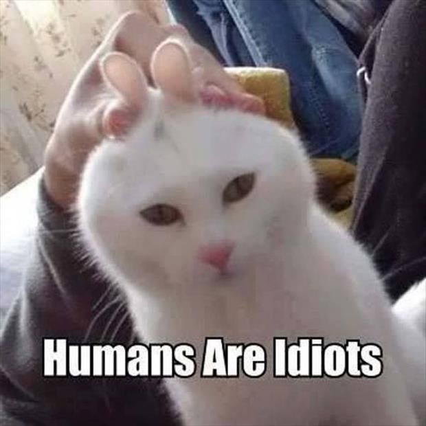 Funny Animal Pics With Quotes
 Top 30 Funny Animal and Jokes – Quotes Words Sayings