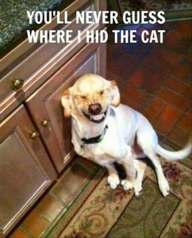 Funny Animal Pics With Quotes
 Funny Cute Animal Sayings Download Free