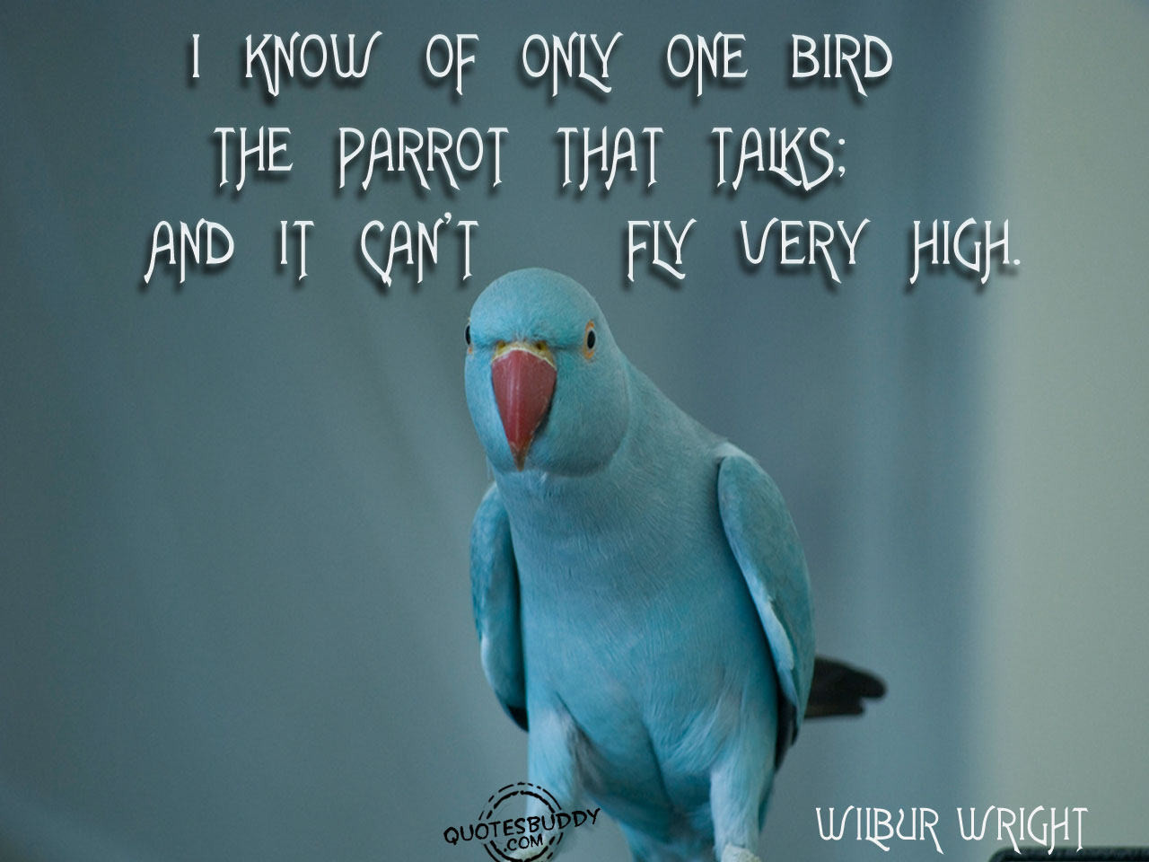 Funny Bird Quote
 Funny Gallery Bird quotes sayings bird quotes