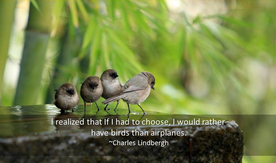 Funny Bird Quote
 Bird Quotes Quotations about Birds Famous Quotes