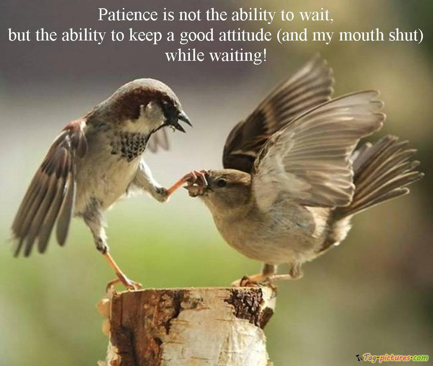 Funny Bird Quote
 Funny Quotes inspirational Quotes