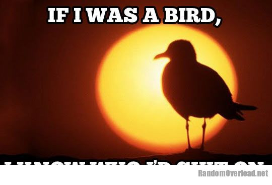 Funny Bird Quote
 If I could only be a bird RandomOverload