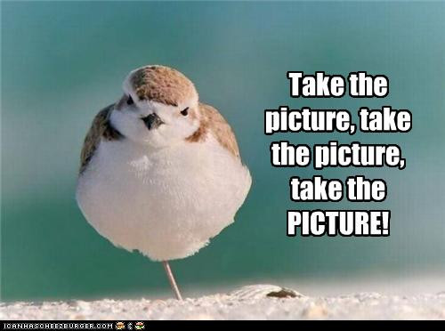 Funny Bird Quote
 Funny bird pictures with captions