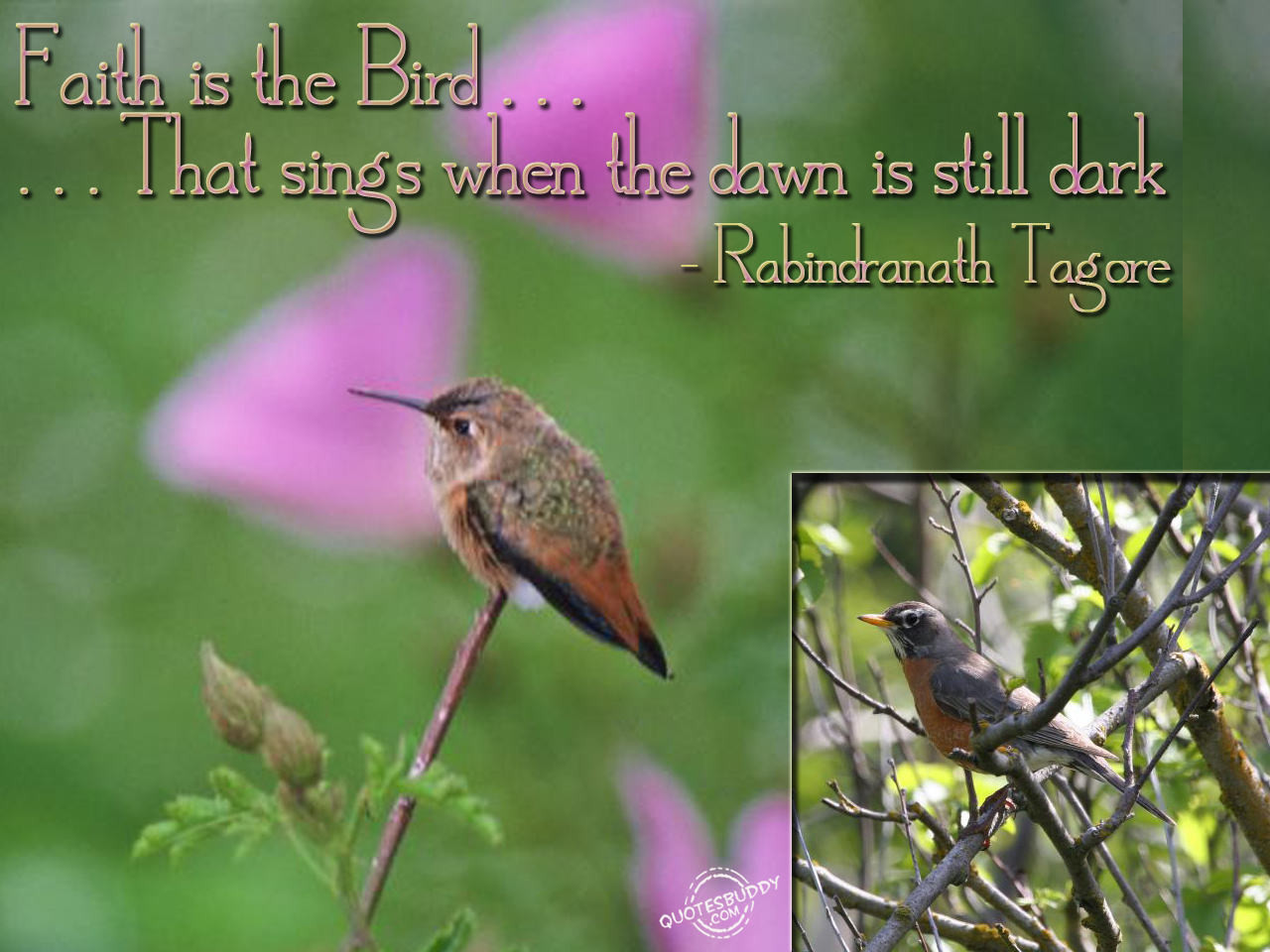 Funny Bird Quote
 Swinespi Funny Birds quotes larry bird quotes