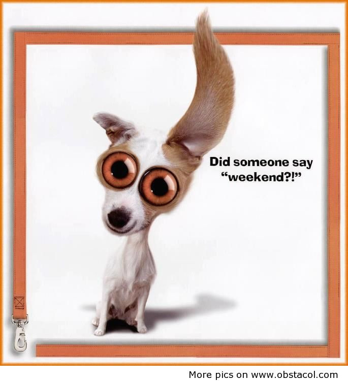 Funny Quotes About The Weekend
 Funny Weekend Quotes Pinterest QuotesGram