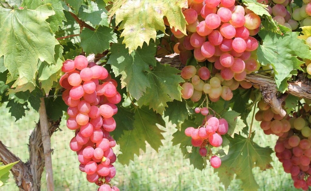 Growing Grapes In Backyard
 Growing grapes in your backyard is not just an indulgent
