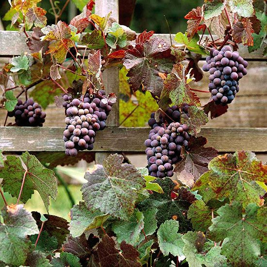 Growing Grapes In Backyard
 How to Grow Grapes in Your Backyard