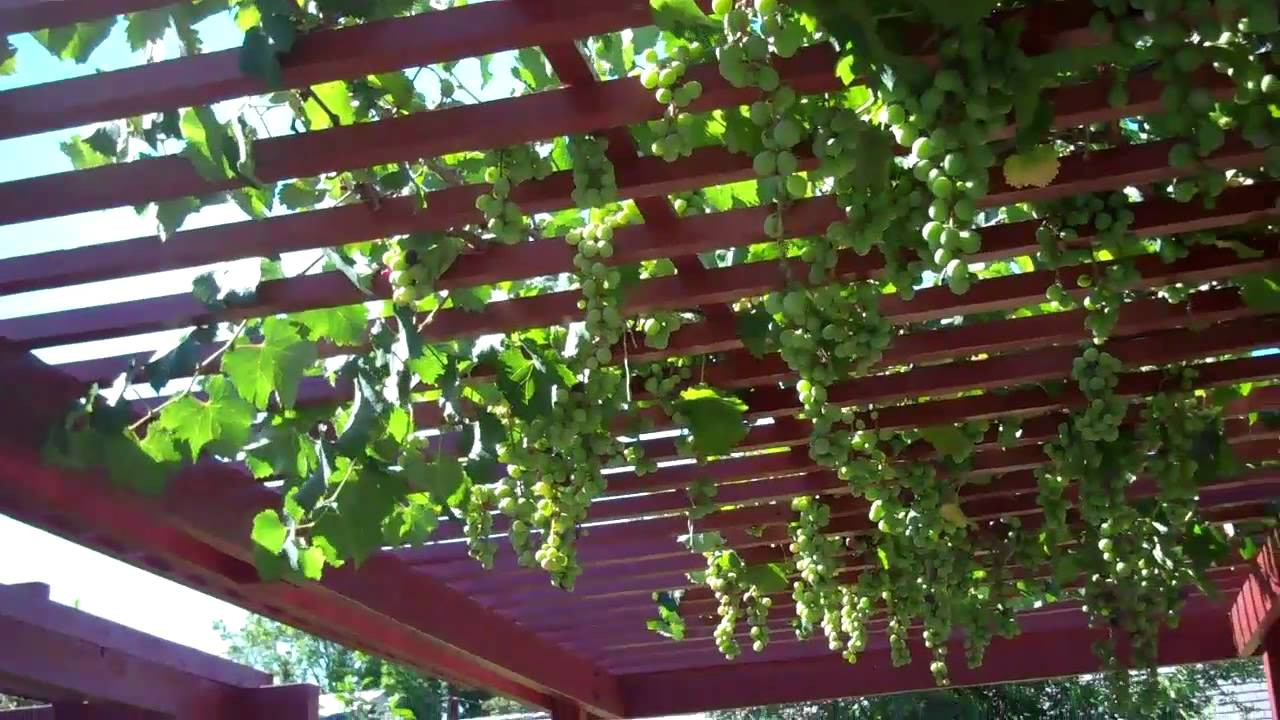 Growing Grapes In Backyard
 Grapes in my back yard are growing vigorously 2012