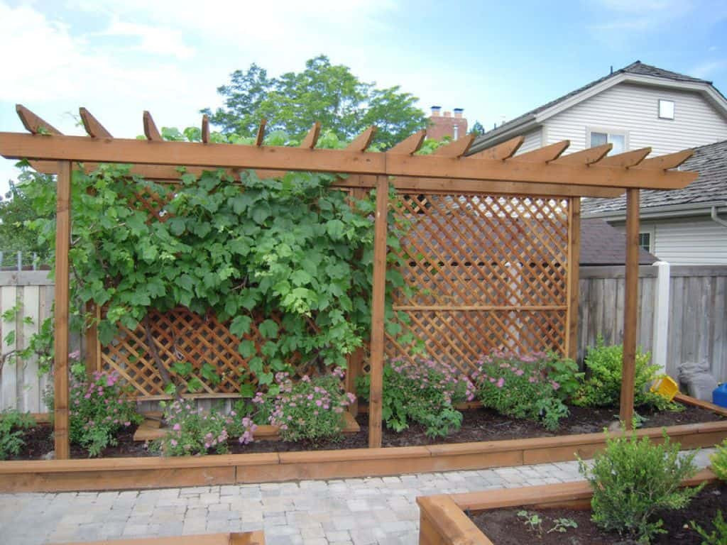 Growing Grapes In Backyard
 Backyard With Wooden Pergola And Grapes Growing Grapes