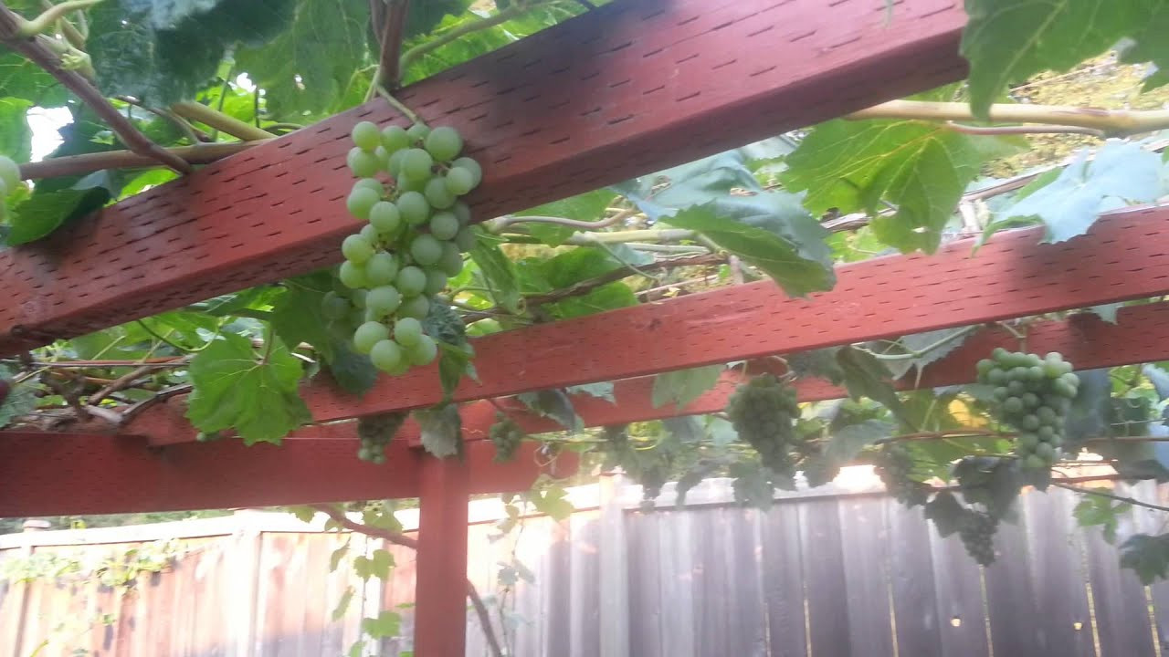 Growing Grapes In Backyard
 Growing organic grapes in backyard Seattle WA