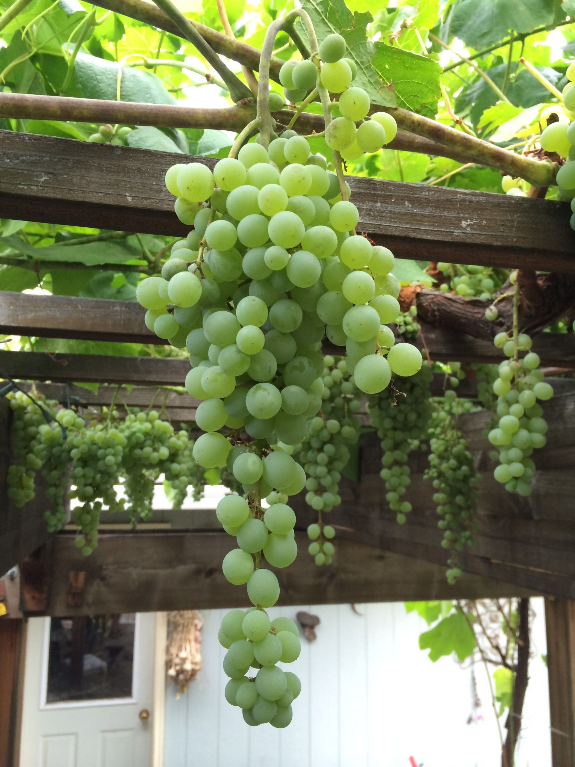 Growing Grapes In Backyard
 Growing Edible Grapes