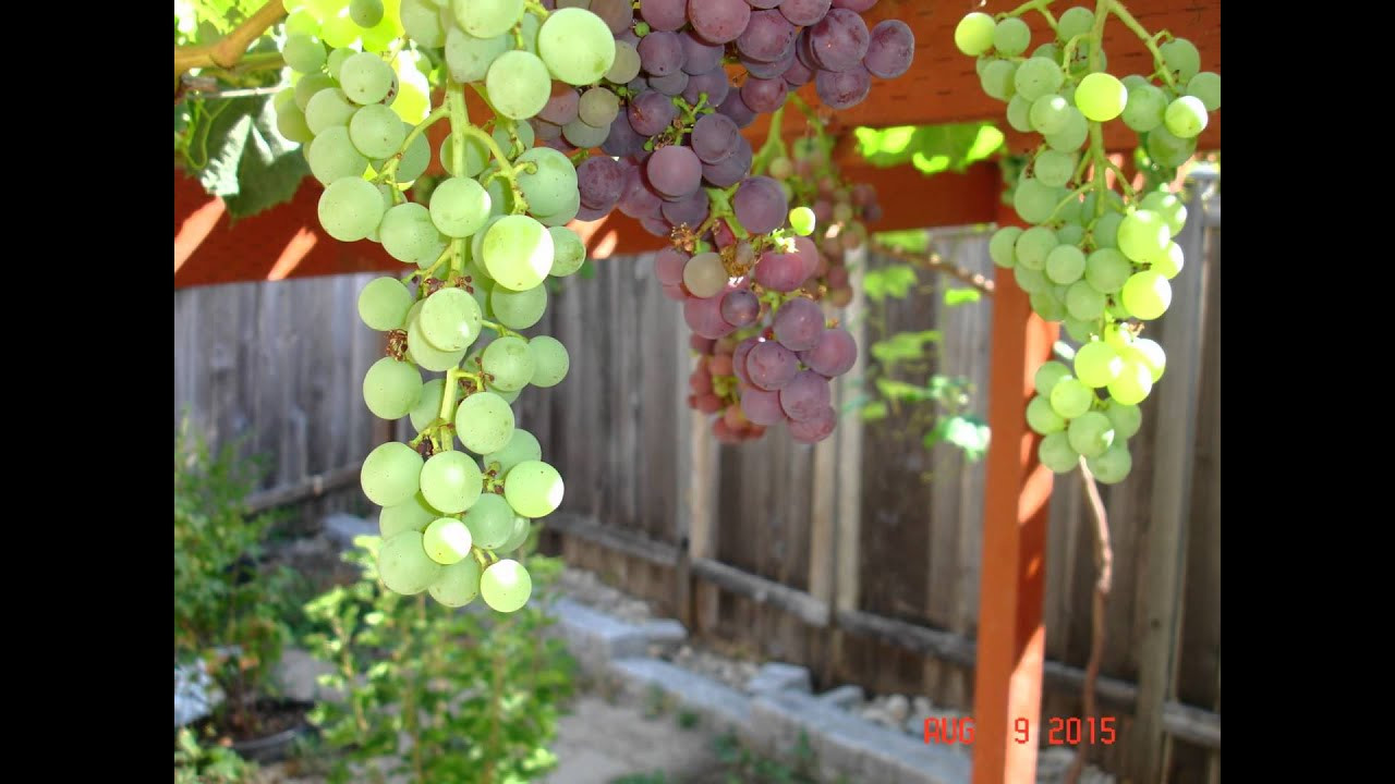 Growing Grapes In Backyard
 Growing grapes in back yard Seattle WA