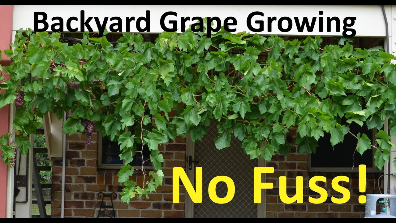 Growing Grapes In Backyard
 No Fuss Backyard Grape Growing Pruning Propagating