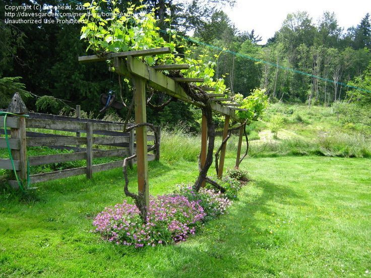 Growing Grapes In Backyard
 backyard grape vines Google Search
