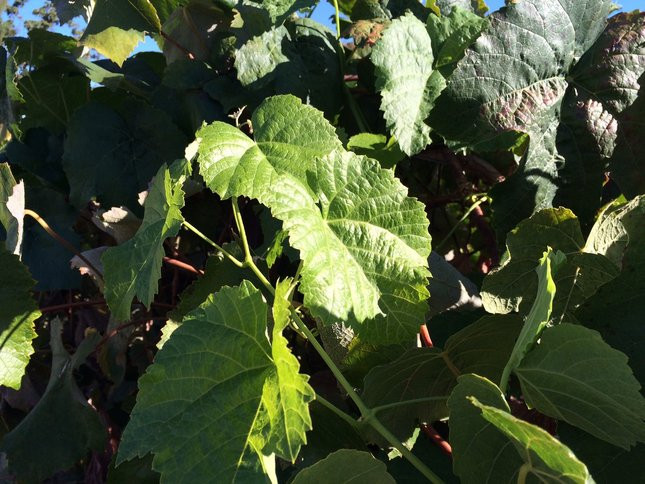 Growing Grapes In Backyard
 Growing grapes in your backyard San Jose Mercury News