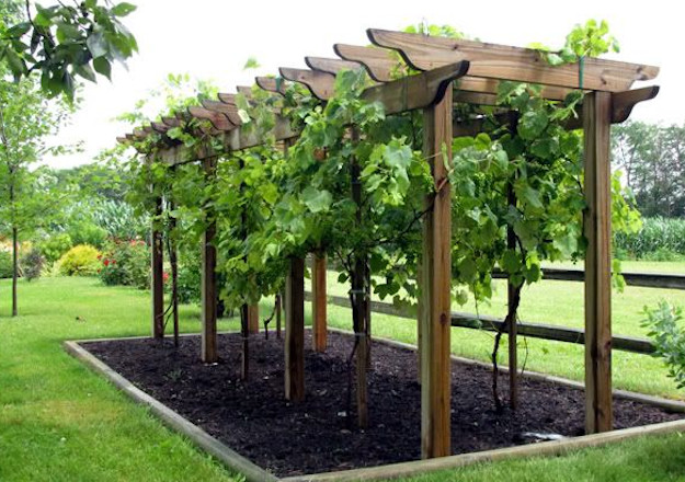 Growing Grapes In Backyard
 How to Make Wine In Your Backyard