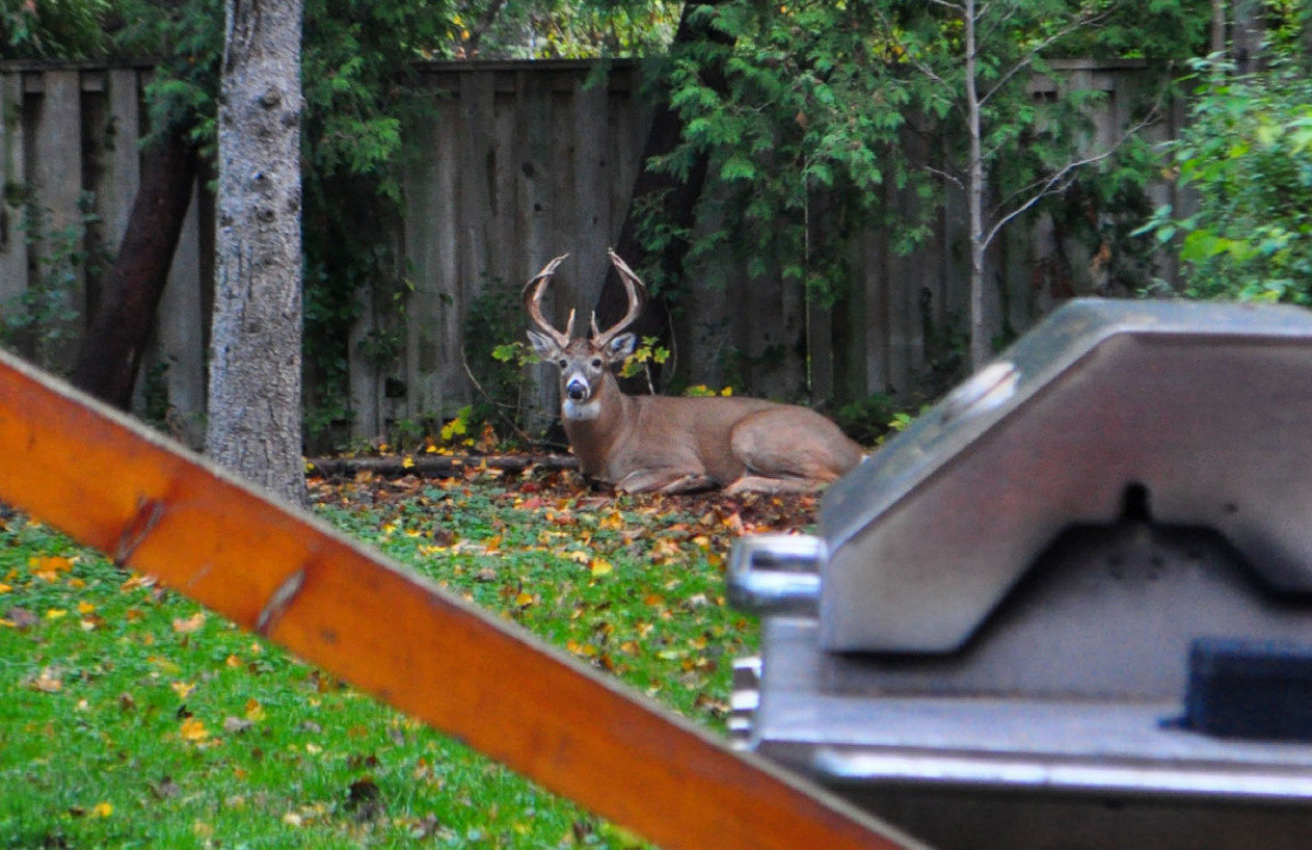 In The Backyard
 Deer makes unscheduled visit to Toronto backyard