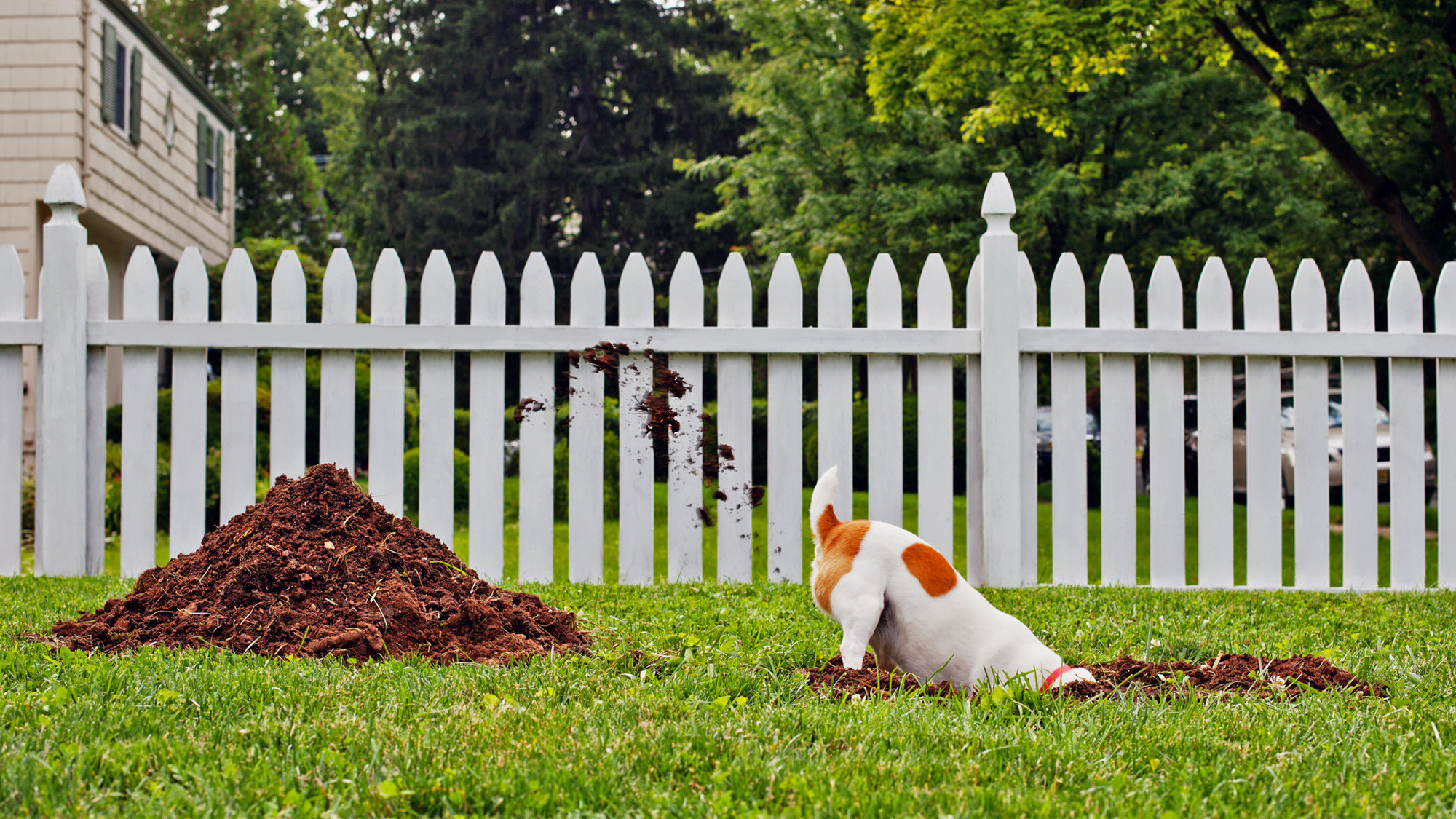 In The Backyard
 Pet Disasters Is Your Dog Digging in the Yard
