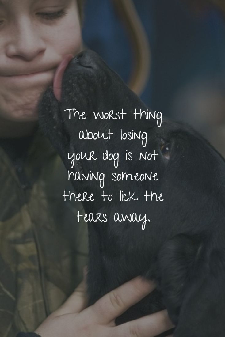 Inspirational Quotes About Losing A Pet
 Best 25 Losing a pet ideas on Pinterest