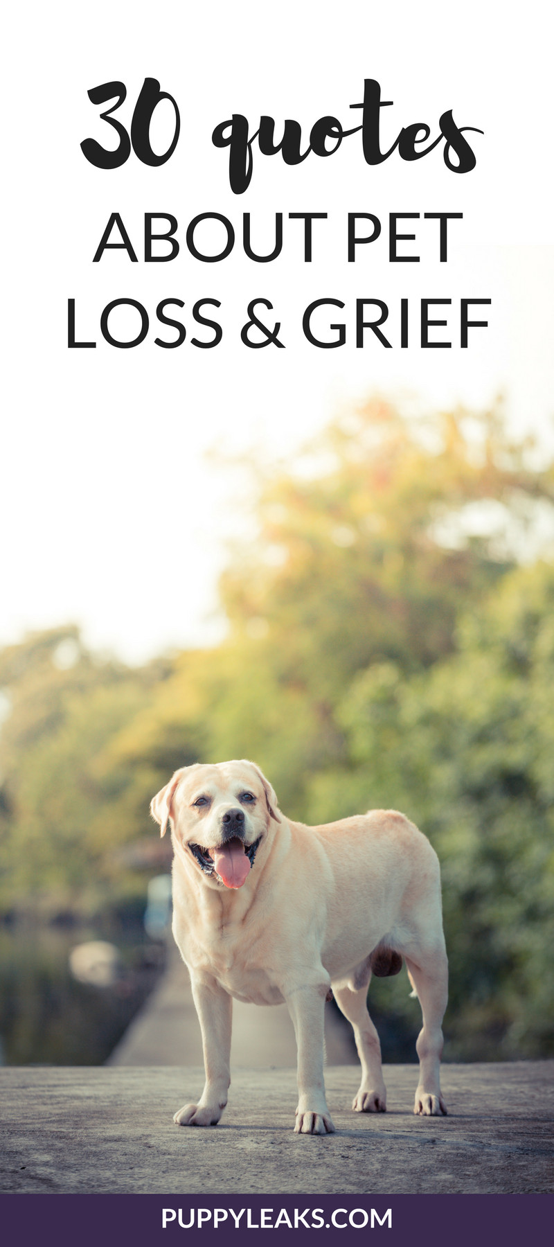 Inspirational Quotes About Losing A Pet
 30 Quotes About Losing a Dog & Dealing With Grief Puppy
