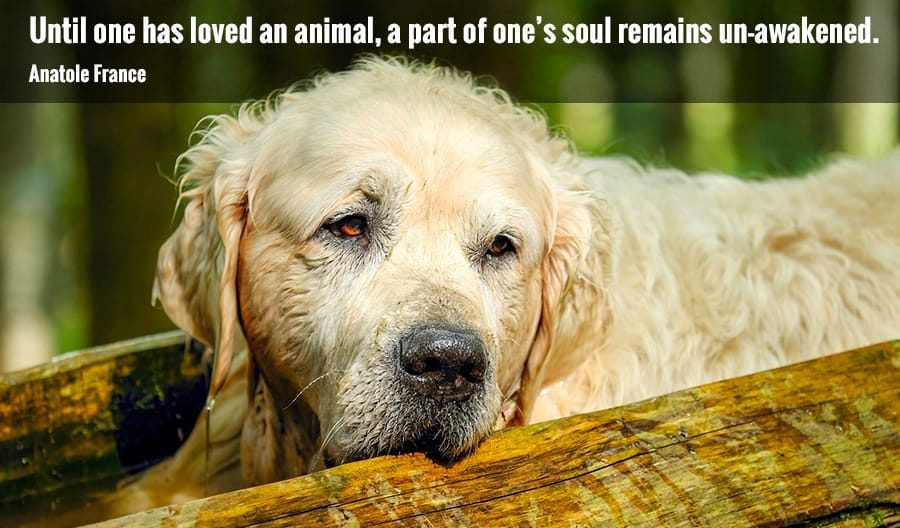 Inspirational Quotes About Losing A Pet
 50 Inspirational Pet Loss Quotes My Dog s Name