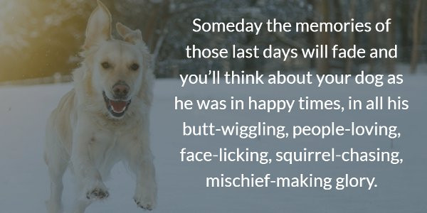 Inspirational Quotes About Losing A Pet
 Dog Gone 20 Inspirational Quotes About Losing a Dog