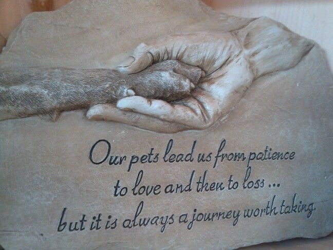 Inspirational Quotes About Losing A Pet
 loss of pet quote Google Search