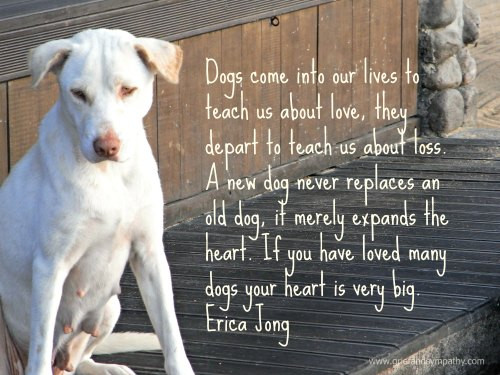 Inspirational Quotes About Losing A Pet
 Ways to Cope with Grief for Pets