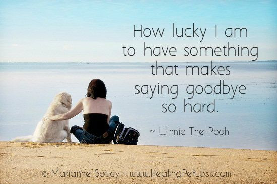 Inspirational Quotes About Losing A Pet
 Inspirational Quotes Loss Pet QuotesGram
