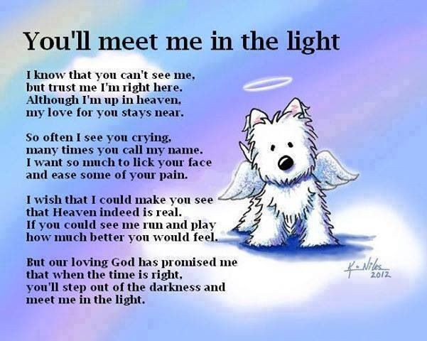 Inspirational Quotes About Losing A Pet
 Loss A Pet Quotes