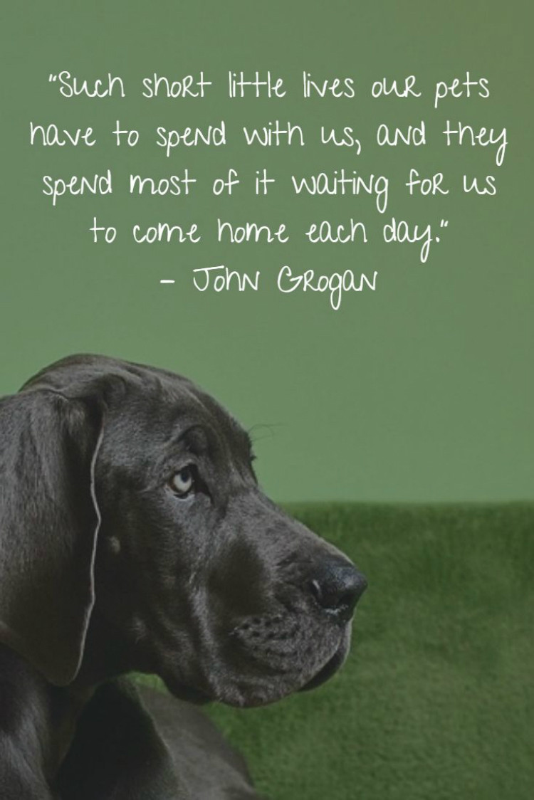 Inspirational Quotes About Losing A Pet
 The Emotional Impact on Humans on Losing A Pet