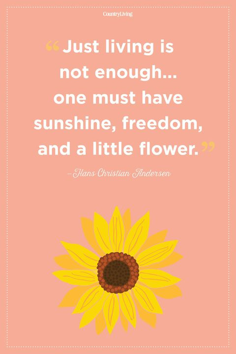 Inspirational Quotes Flowers
 20 Inspirational Flower Quotes Cute Flower Sayings About