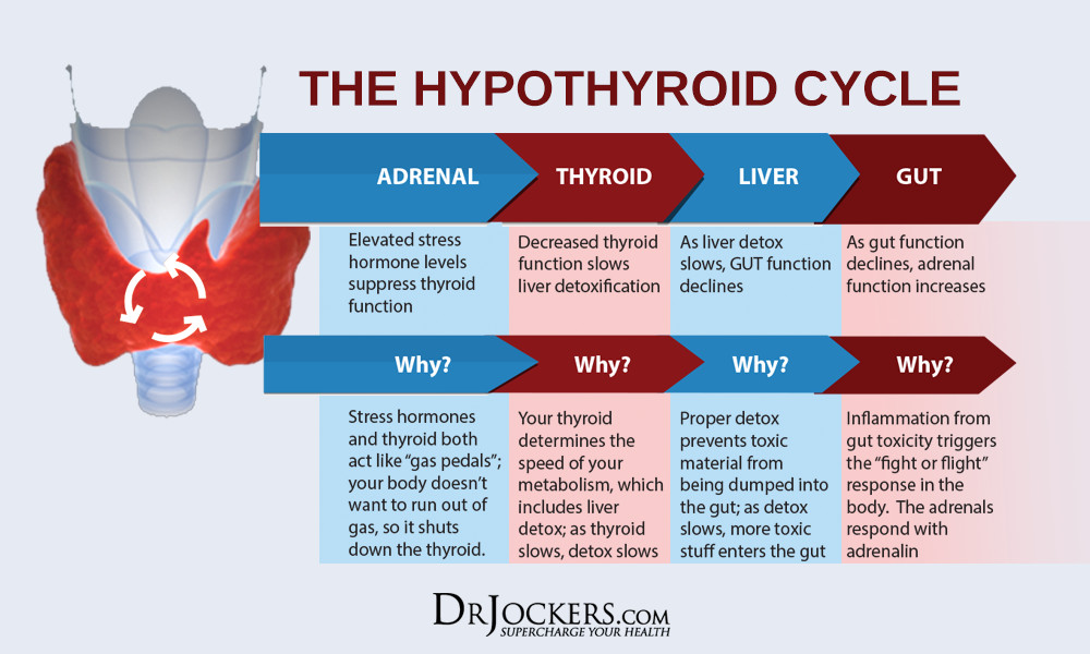 Keto Diet And Thyroid
 Using A Ketogenic Diet For Hypothyroid DrJockers