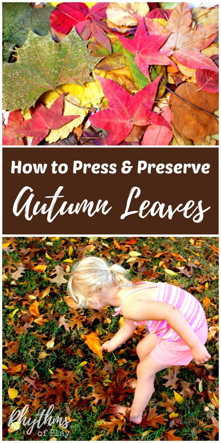 Nature Crafts For Adults
 How to Press and Preserve Fall Leaves