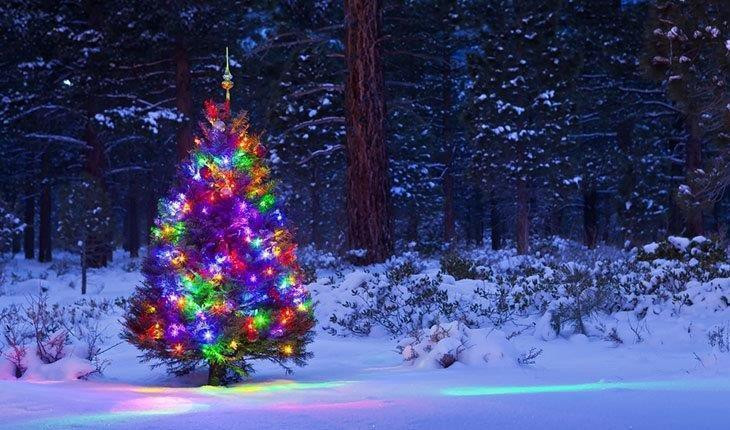 Outdoor Christmas Tree
 5 Best Outdoor Laser Lights Reviews 2019