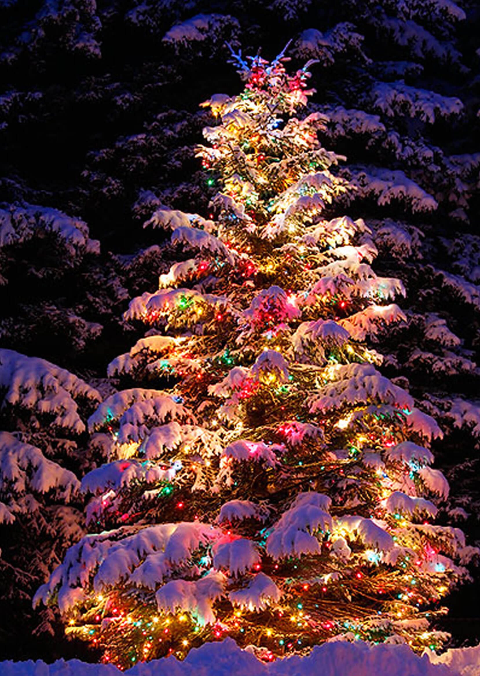 Outdoor Christmas Tree
 22 Best Outdoor Christmas Tree Decorations and Designs for