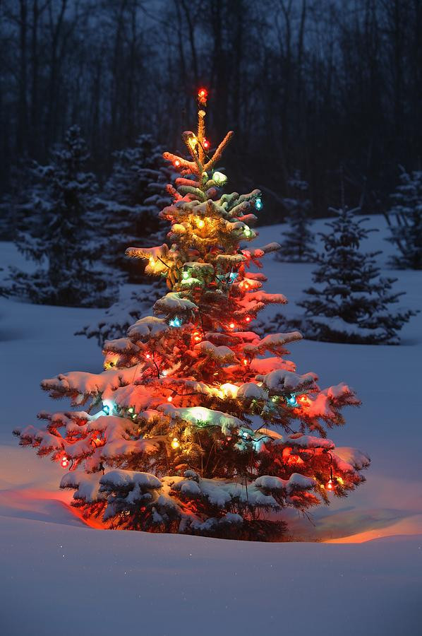 Outdoor Christmas Tree
 Christmas Tree With Lights Outdoors In graph by