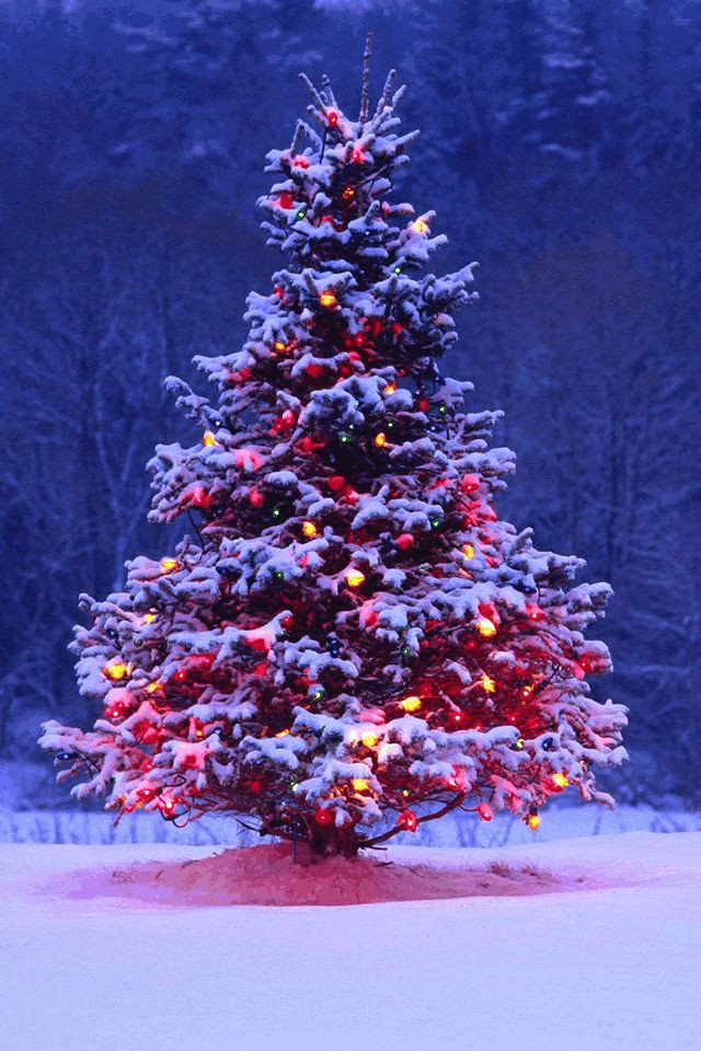Outdoor Christmas Tree
 Outdoor Christmas Tree with lights and snow