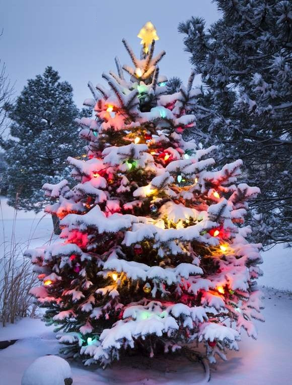 Outdoor Christmas Tree
 Christmas Tree