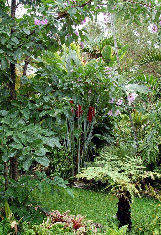 Outdoor Landscape Trees
 Heliconia perfection at Jesse Durko s Nursery