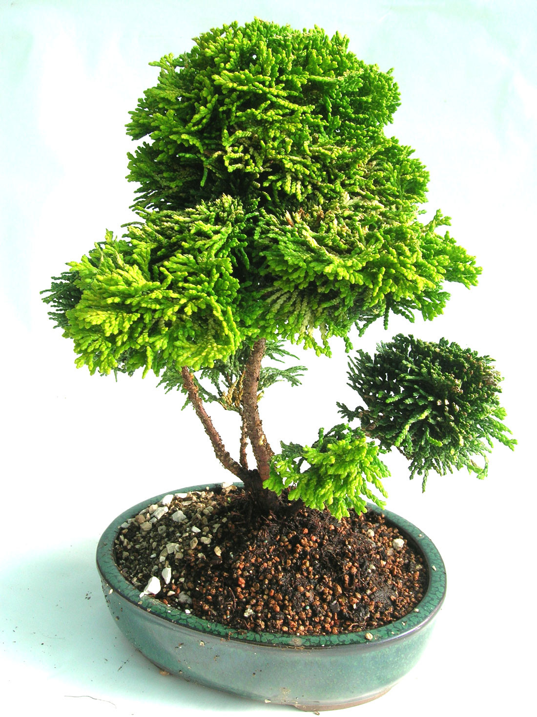 Outdoor Landscape Trees
 Home Garden and Landscaping Outdoor Bonsai Trees