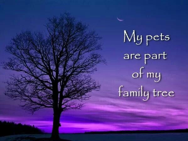 Pets Are Family Quotes
 Pets Are Like Family Quotes QuotesGram