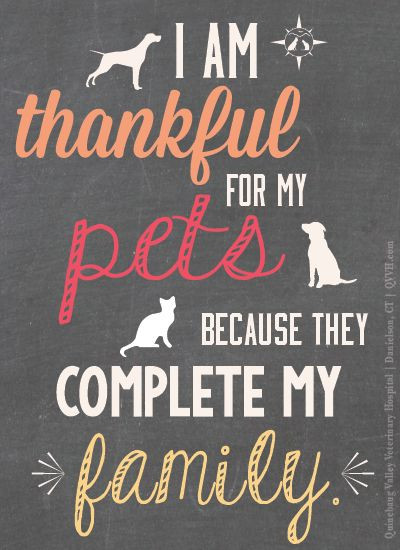 Pets Are Family Quotes
 26 best images about Veterinary & Pet Quotes on Pinterest