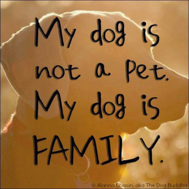 Pets Are Family Quotes
 Quotes About Family As Pets QuotesGram