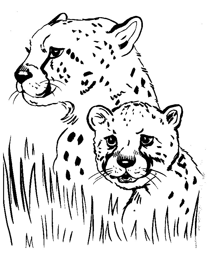 Printable Animal Coloring Pages For Kids
 Realistic Animal Coloring Pages